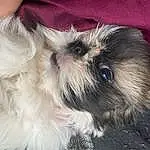 Dog, Dog breed, Carnivore, Liver, Shih Tzu, Companion dog, Working Animal, Fawn, Toy Dog, Whiskers, Snout, Shih-poo, Canidae, Dog Supply, Furry friends, Terrier, Small Terrier, Maltepoo, Mal-shi