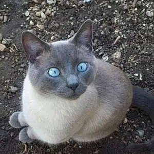 Name Siamese Cat Bubby