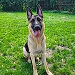 Dog, Plant, Green, Dog breed, Carnivore, Grass, German Shepherd Dog, Companion dog, Fawn, Lawn, Snout, Working Animal, Tail, Groundcover, Old German Shepherd Dog, Canidae, Working Dog, Grassland