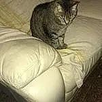 Cat, Comfort, Carnivore, Felidae, Grey, Small To Medium-sized Cats, Tints And Shades, Whiskers, Tail, Domestic Short-haired Cat, Linens, Furry friends, Wood, Room, Bedding, Couch, Darkness, Terrestrial Animal, Cat Supply