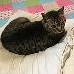 Cat, Felidae, Comfort, Carnivore, Small To Medium-sized Cats, Grey, Whiskers, Bag, Tail, Snout, Linens, Black cats, Bedding, Bed, Furry friends, Domestic Short-haired Cat, Bedroom, Cat Bed, Nap, Paw