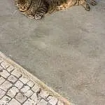 Cat, Carnivore, Road Surface, Whiskers, Wood, Fawn, Wall, Small To Medium-sized Cats, Felidae, Terrestrial Animal, Flagstone, Asphalt, Snout, Tail, Brick, Brickwork, Domestic Short-haired Cat, Grass, Cobblestone