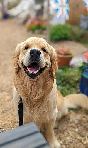 Name Golden Retriever Dog Deku