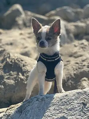 Name Chihuahua Dog Burt