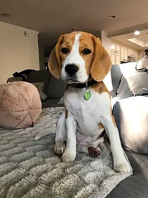 Name Beagle Dog Bobbi