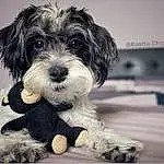Dog, Carnivore, Dog breed, Companion dog, Water Dog, Toy Dog, Snout, Small Terrier, Terrier, Furry friends, Puppy love, Shih-poo, Working Animal, Canidae, Maltepoo, Poodle Crossbreed, Black & White, Monochrome, Paw