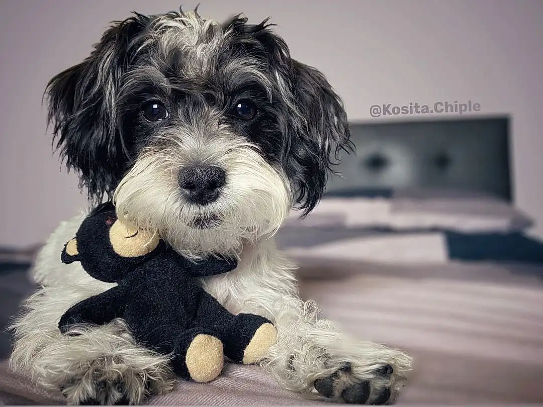 Dog, Carnivore, Dog breed, Companion dog, Water Dog, Toy Dog, Snout, Small Terrier, Terrier, Furry friends, Puppy love, Shih-poo, Working Animal, Canidae, Maltepoo, Poodle Crossbreed, Black & White, Monochrome, Paw