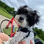 Bicycle, Dog, Wheel, Bicycle Wheel, Tire, Bicycle Tire, Carnivore, Dog breed, Collar, Bicycle Frame, People In Nature, Bicycle Handlebar, Companion dog, Happy, Grass, Human Leg, Bicycle Fork, Recreation, Dog Collar