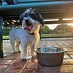 Dog, Dog breed, Carnivore, Companion dog, Water Dog, Toy Dog, Terrier, Plant, Small Terrier, Working Animal, Dog Supply, Canidae, Romanian Mioritic Shepherd Dog, Labradoodle, Poodle Crossbreed, Sapsali, Cockapoo, Non-sporting Group, Maltepoo