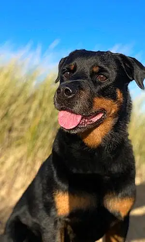Rottweiler Dog Lily The Pink