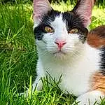 Cat, Plant, Carnivore, Felidae, Small To Medium-sized Cats, Grass, Vegetation, Whiskers, Fawn, Groundcover, Snout, Lawn, Tree, People In Nature, Tail, Furry friends, Domestic Short-haired Cat, Terrestrial Animal, Grassland, Happy