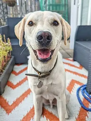 Name Labrador Retriever Dog Brodie