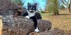 Name American Shorthair Cat Elvira