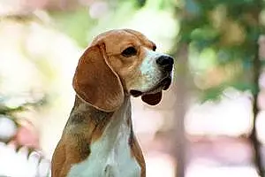 Name Beagle Dog Crash