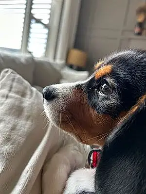 Name Beagle Dog Bruin