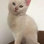 Cat, White, Whiskers, Burmilla, Turkish Angora, Kitten, Balinese, Domestic long-haired cat, Ragdoll, Khao Manee, Turkish Van, Domestic short-haired cat, Javanese, Tonkinese