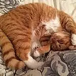 Cat, Whiskers, Sleep, Nap, Domestic short-haired cat, European Shorthair, Tabby cat, Norwegian Forest Cat, Kitten