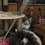 Cat, Felidae, Grey, Small To Medium-sized Cats, Carnivore, Fawn, Whiskers, Tail, Cat Supply, Chair, Domestic Short-haired Cat, Furry friends, Carmine, Room, Tableware, Metal, Glass, Paw, Cat Furniture, Animal Shelter
