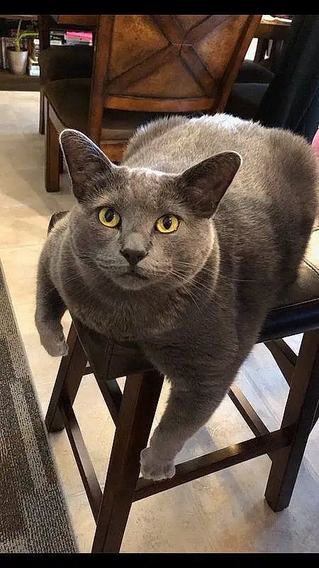 Cat, Russian blue, Felidae, Carnivore, Whiskers, Grey, Small To Medium-sized Cats, Plant, Snout, Domestic Short-haired Cat, Tail, Cat Supply, Chair, Terrestrial Animal