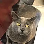 Cat, Felidae, Carnivore, Russian blue, Small To Medium-sized Cats, Whiskers, Grey, Snout, Domestic Short-haired Cat, Furry friends, Cat Supply
