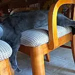 Furniture, White, Plant, Cat, Black, Wood, Comfort, Fawn, Chair, Outdoor Furniture, Hardwood, Table, Furry friends, Felidae, Domestic Short-haired Cat, Tail, Human Leg