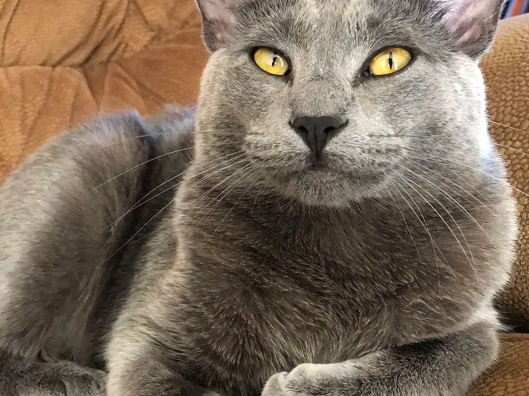 Cat, Felidae, Carnivore, Grey, Ear, Small To Medium-sized Cats, Whiskers, Russian blue, Snout, Tail, Domestic Short-haired Cat, Furry friends, Comfort, Claw, Black cats, Terrestrial Animal, Plant, Paw