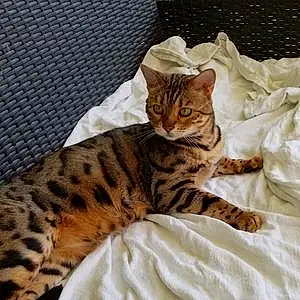 Name Bengal Cat Asia
