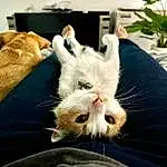 Cat, Plant, Textile, Gesture, Felidae, Carnivore, Whiskers, Small To Medium-sized Cats, Comfort, Grass, Paw, Domestic Short-haired Cat, Furry friends, Claw, Yawn, Tail, Canidae, Linens, Companion dog, Foot