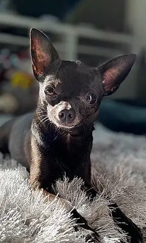 Name Chihuahua Dog Bourbon