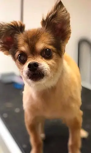 Name Chihuahua Dog Fizzgig