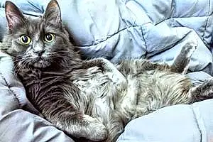 Name Oriental Longhair Cat Bub