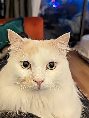 Turkish Angora Cat Bowie