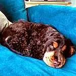 Dog, Blue, Dog breed, Carnivore, Liver, Comfort, Spaniel, Companion dog, Working Animal, Snout, Whiskers, Canidae, Cocker Spaniel, Furry friends, Gun Dog, Irish Red And White Setter, Retriever, Nap, Puppy