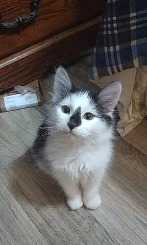 Name Oriental Longhair Cat Almond