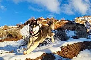 Name Alaskan Malamute Dog Balto