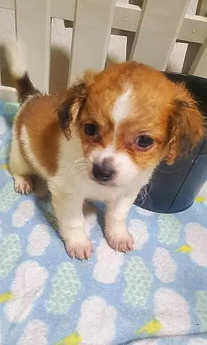 Name Chihuahua Dog Dax