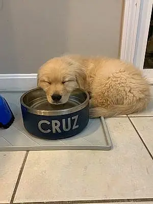 Name Golden Retriever Dog Cruz