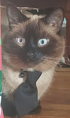 Siamese Cat Oliver