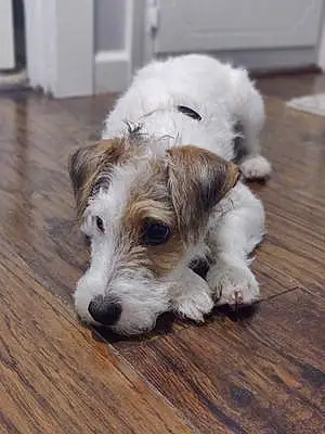 Name Jack Russell Dog Arlo