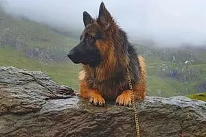 Name German Shepherd Dog Floyd