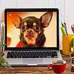 Computer, Personal Computer, Dog, Tableware, Laptop, Drinkware, Picture Frame, Carnivore, Desk, Input Device, Font, Cup, Coffee Cup, Art, Companion dog, Netbook, Plant, Office Equipment, Serveware, Technology