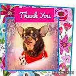 Dog, Dog breed, Carnivore, Pink, Fawn, Companion dog, Magenta, Creative Arts, Rectangle, Font, Dog Supply, Toy Dog, Working Animal, Pattern, Poster, Chihuahua, Art, Design, Canidae, Fashion Accessory