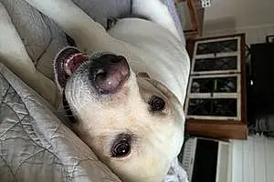 Name Labrador Retriever Dog Gilbert