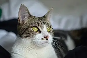 European Shorthair Cat Penny