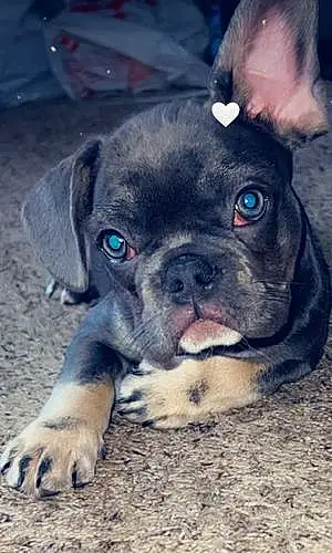 Name Dog Azul