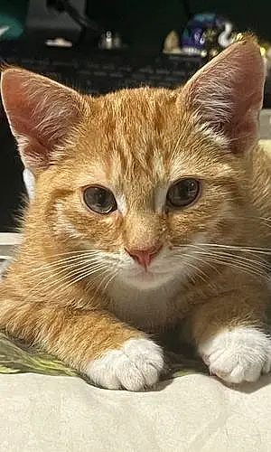 Name Cat Geoffrey