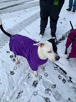 Winter American Staffordshire Terrier Dog Bella
