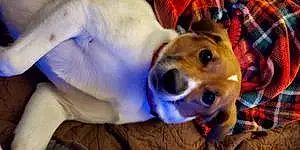 Name Beagle Dog Charlie
