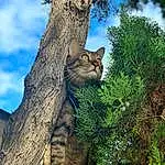 Cat, Plant, Felidae, Carnivore, Sky, Branch, Small To Medium-sized Cats, Wood, Whiskers, Tree, Cloud, Grass, Trunk, Fawn, Terrestrial Animal, Woody Plant, Snout, Tail, Twig, Furry friends