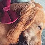 Nose, Dog, Eyelash, Ear, Liver, Carnivore, Dog breed, Fawn, Companion dog, Working Animal, Snout, Whiskers, Dog Collar, Furry friends, Fashion Accessory, Feathered Hair, Magenta, Canidae, Hair Coloring